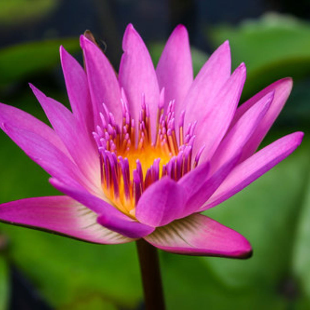 Ruby Tropical Waterlily