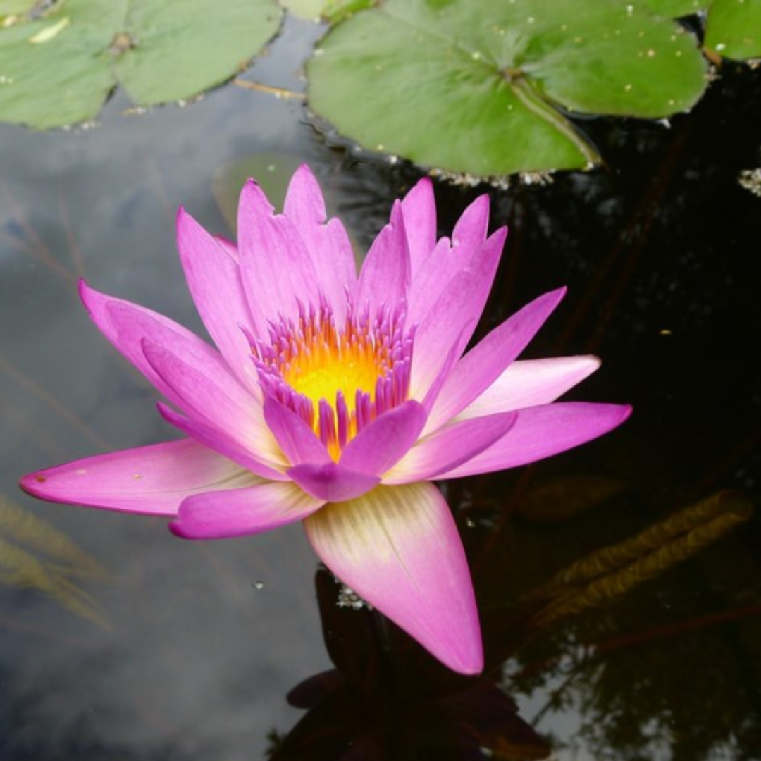 Ruby Tropical Waterlily