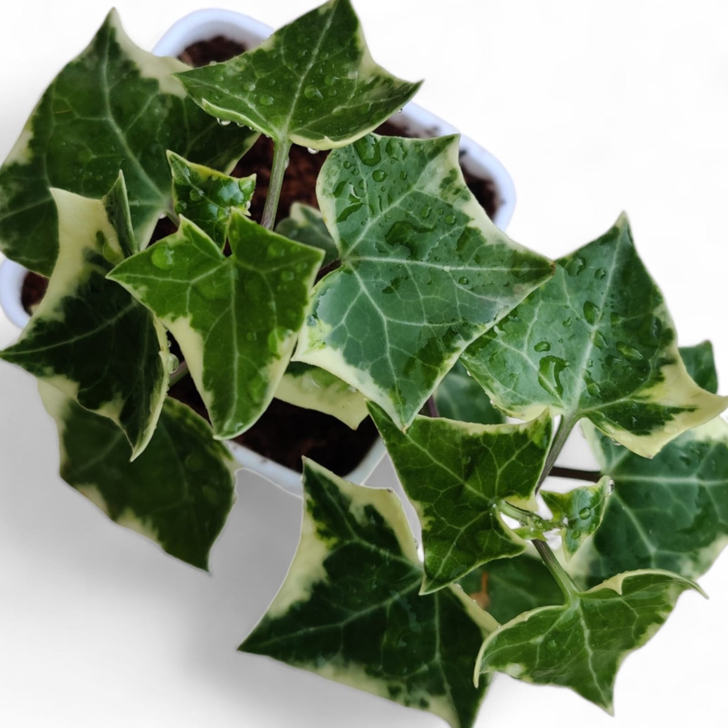 English Ivy Variegated
