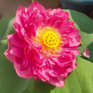 Ranee Red Lotus Tuber