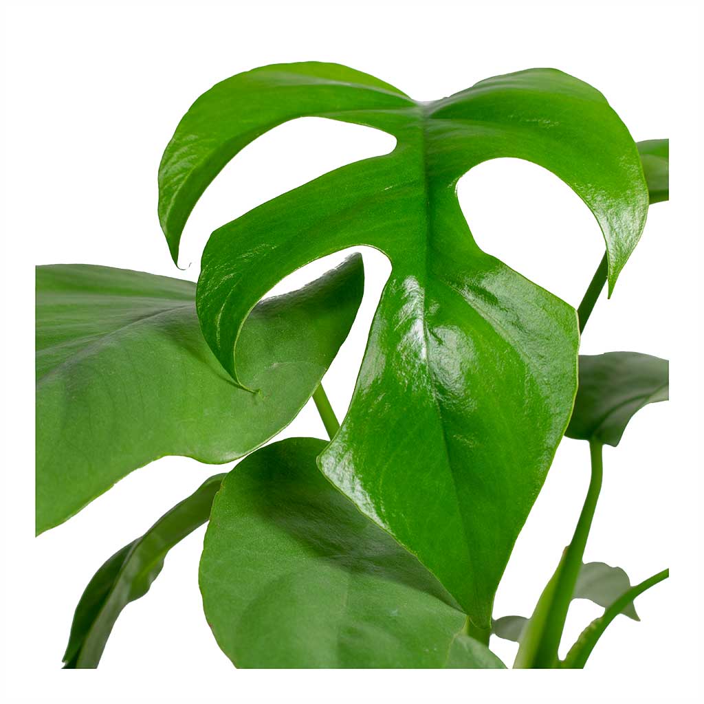 Monstera Minima (Rhaphidophora Tetrasperma) - plant store®