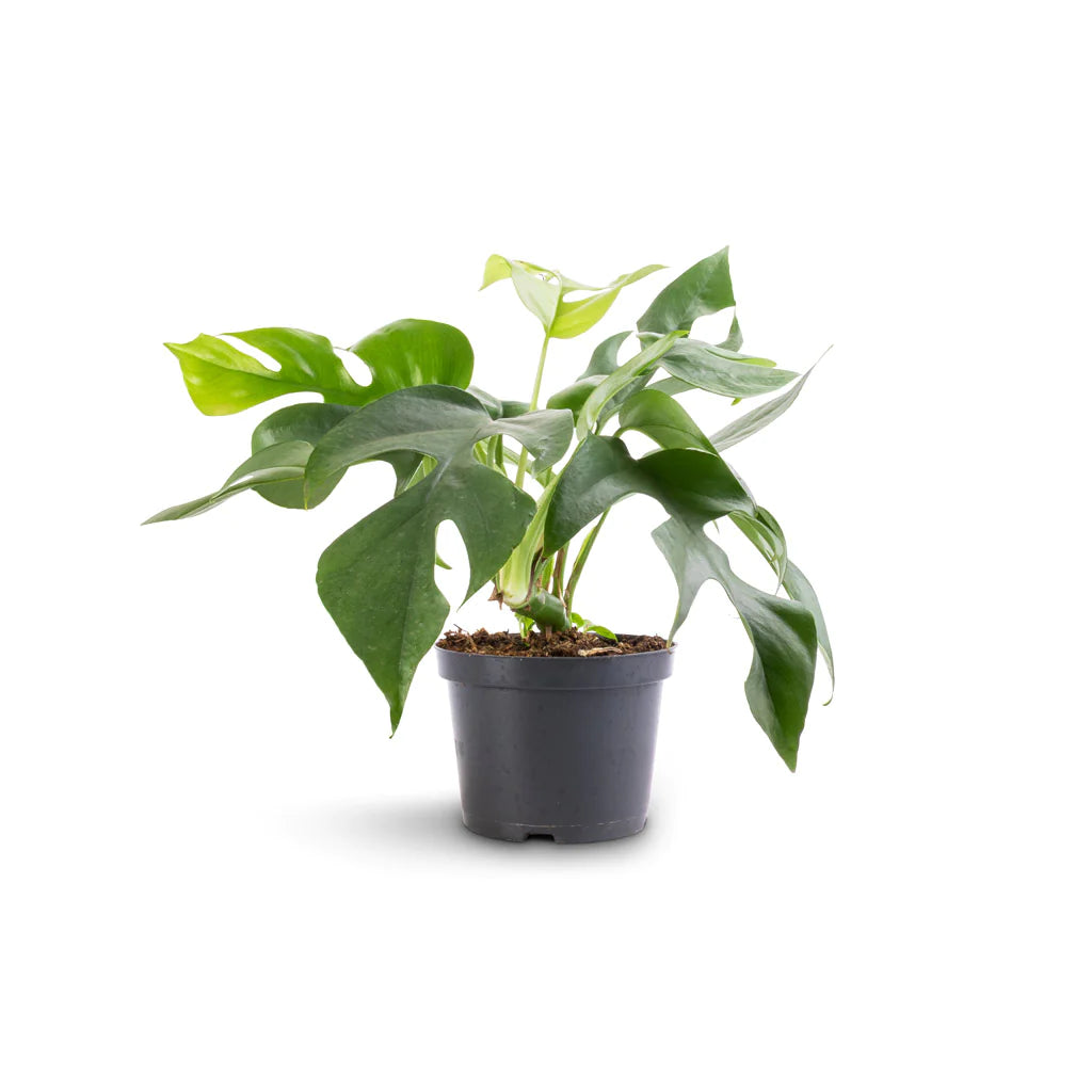 Monstera Minima (Rhaphidophora Tetrasperma) - plant store®