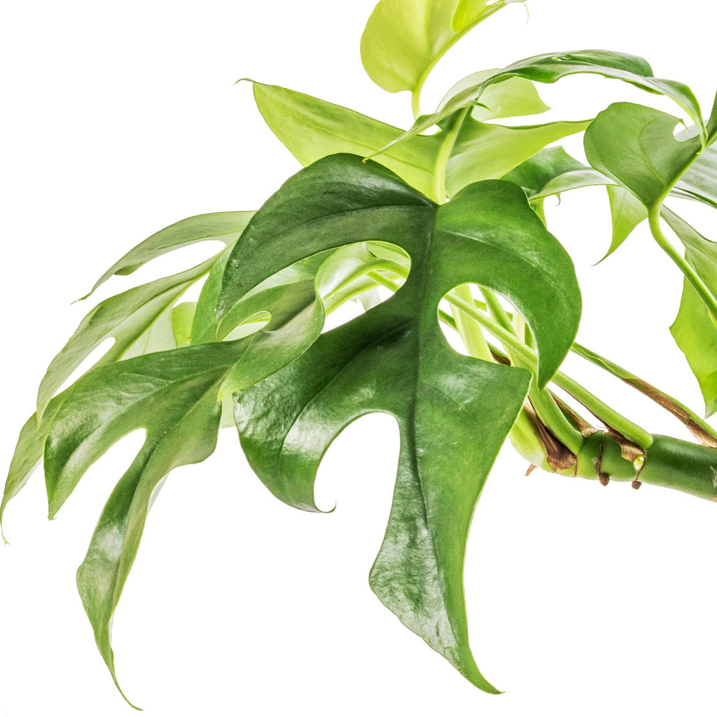 Monstera Minima (Rhaphidophora Tetrasperma) - plant store®
