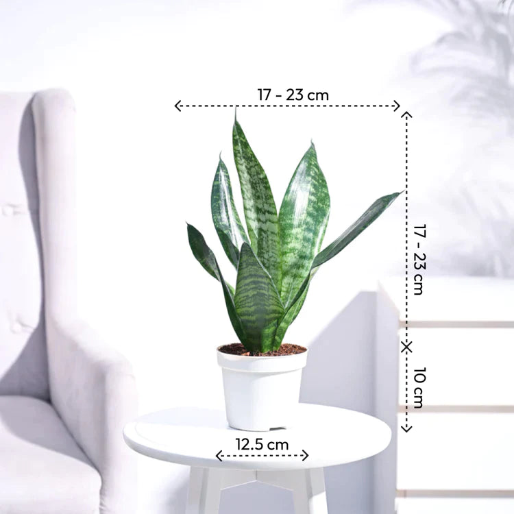 Superba Green - Snake (Sansevieria) - plant store®