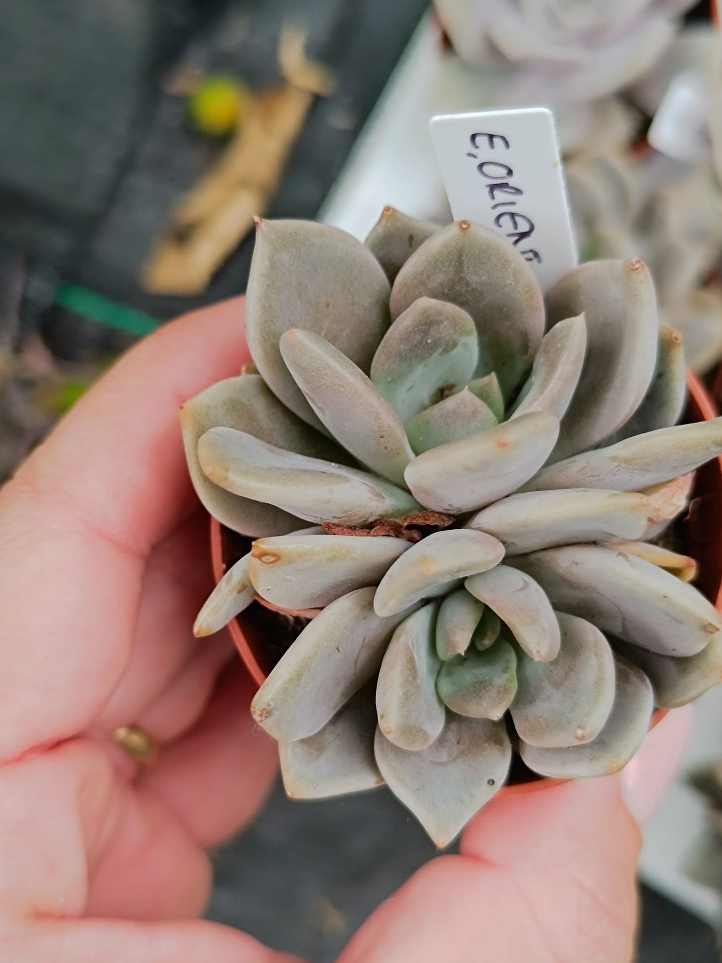 Echeveria Orient (Plant it Yourself) Bare Rooted - plant store®