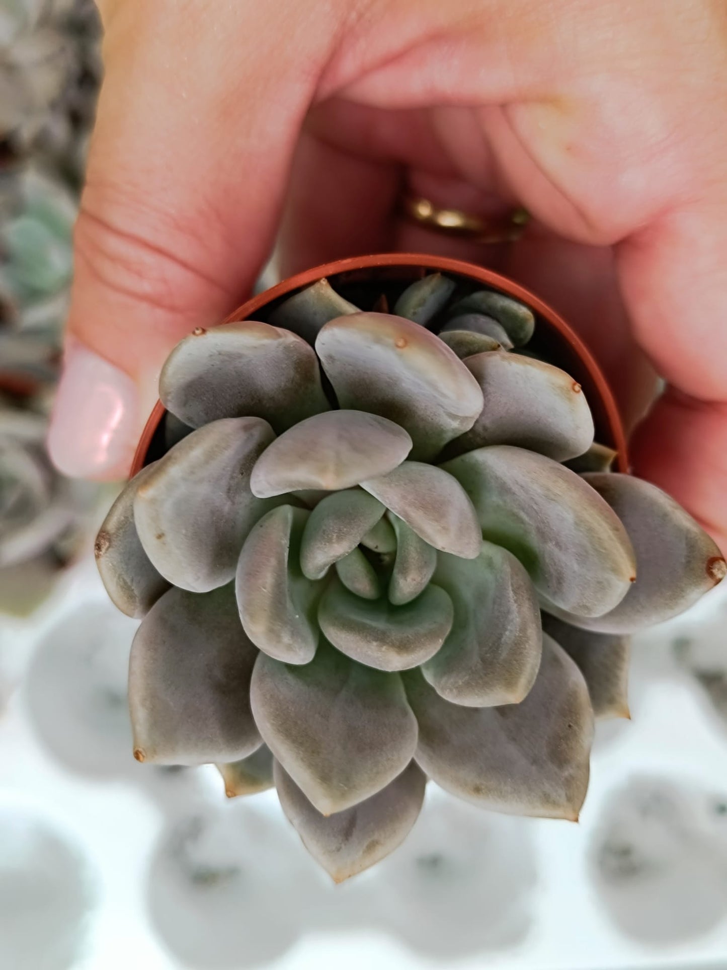 Echeveria Orient (Plant it Yourself) Bare Rooted - plant store®