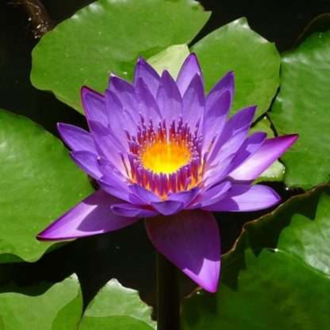 Tina Tropical Waterlily