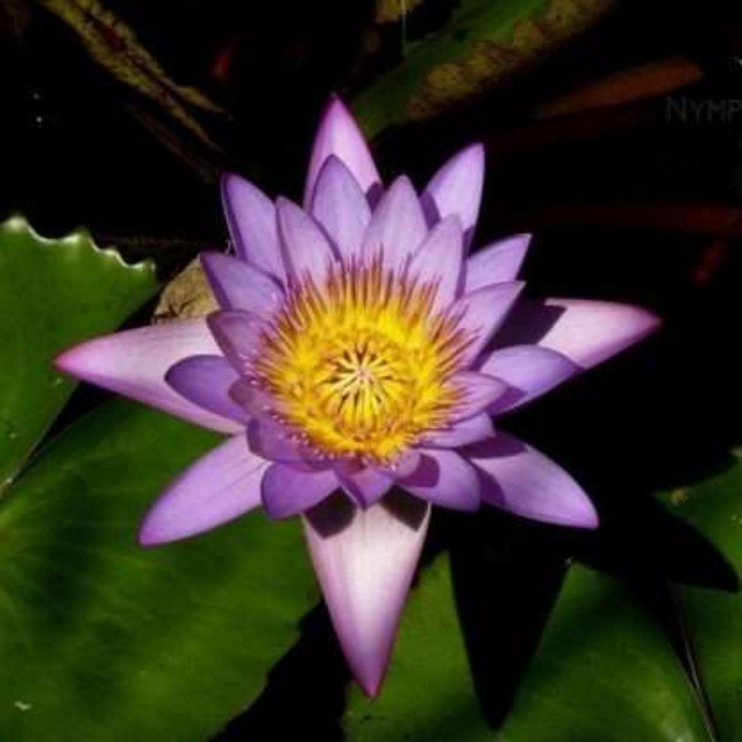 Tina Tropical Waterlily