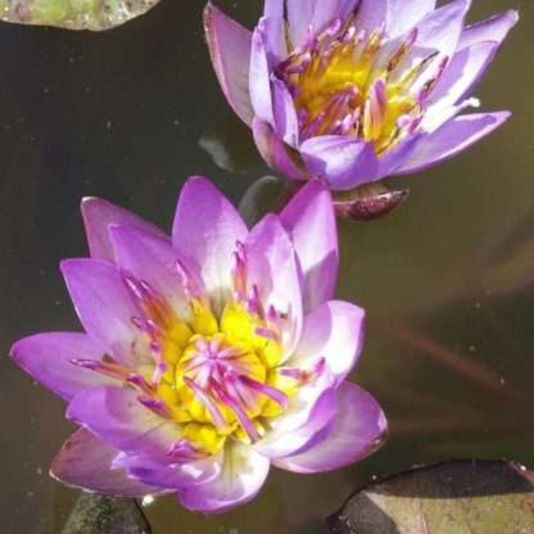 Tina Tropical Waterlily
