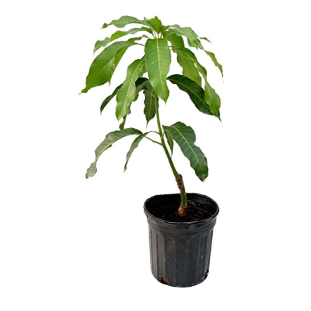 Red Ivory Mango Grafted Tree