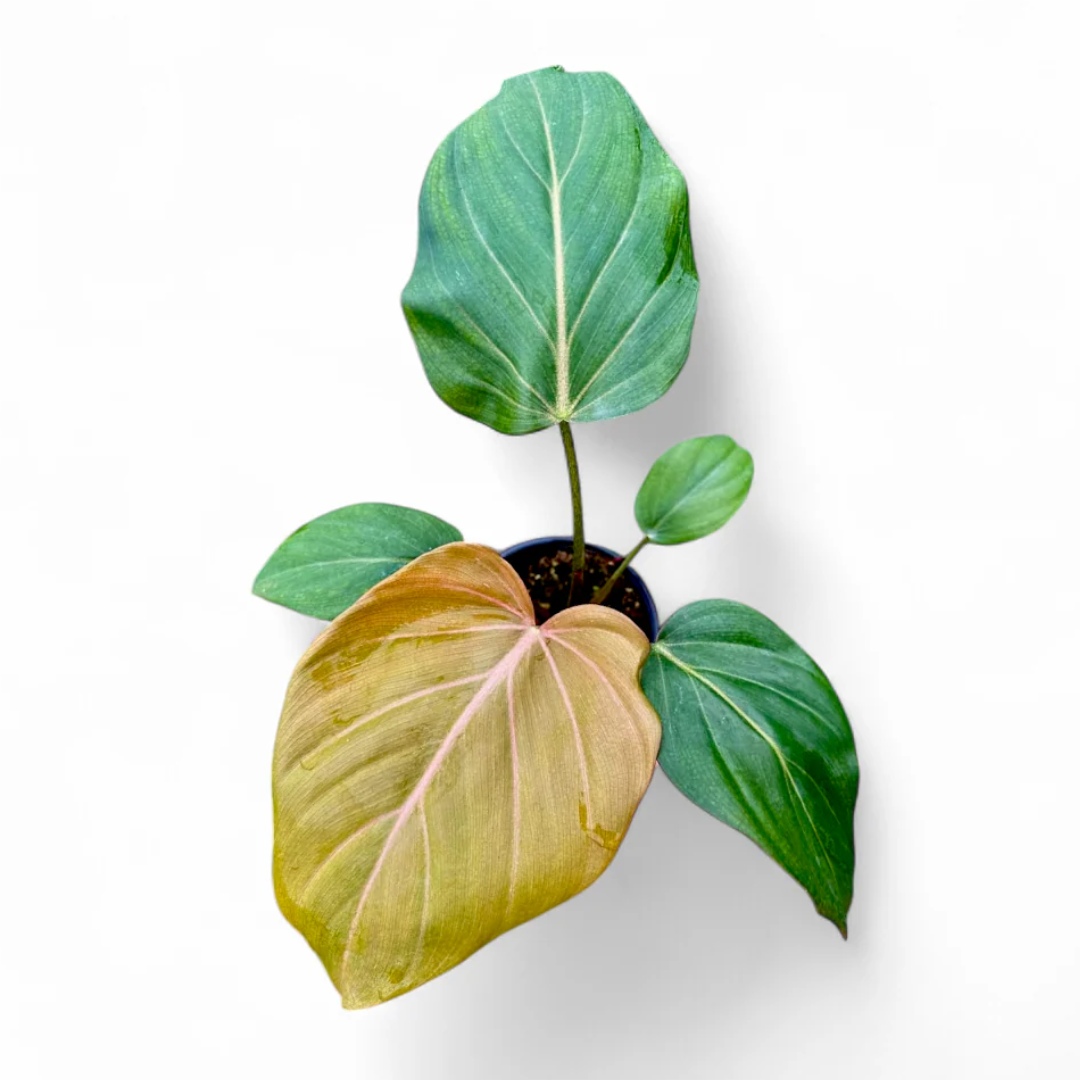 Philodendron Summer Glory