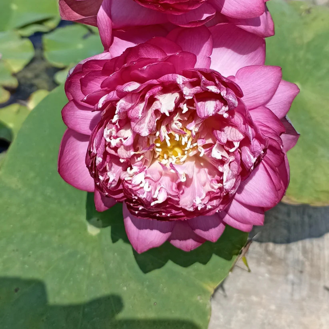 Bucha Lotus Tuber