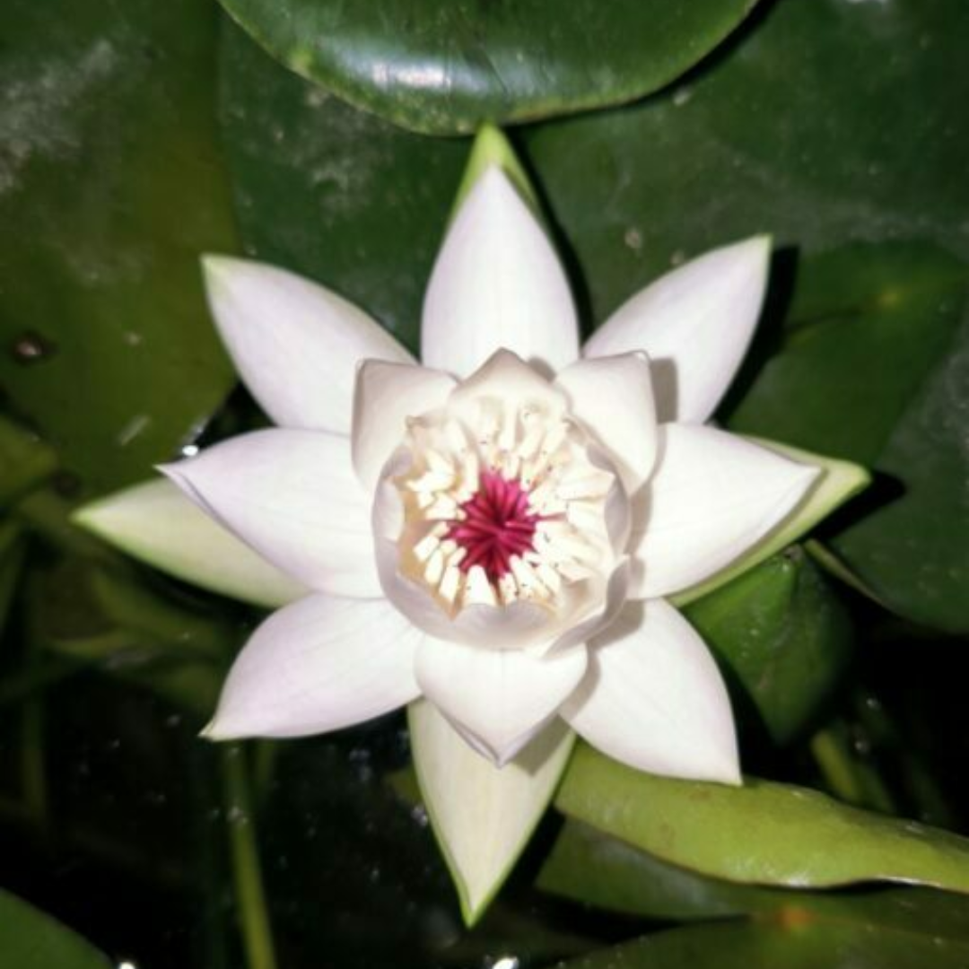 Peru Puerto Maldonado Night Bloomer Waterlily