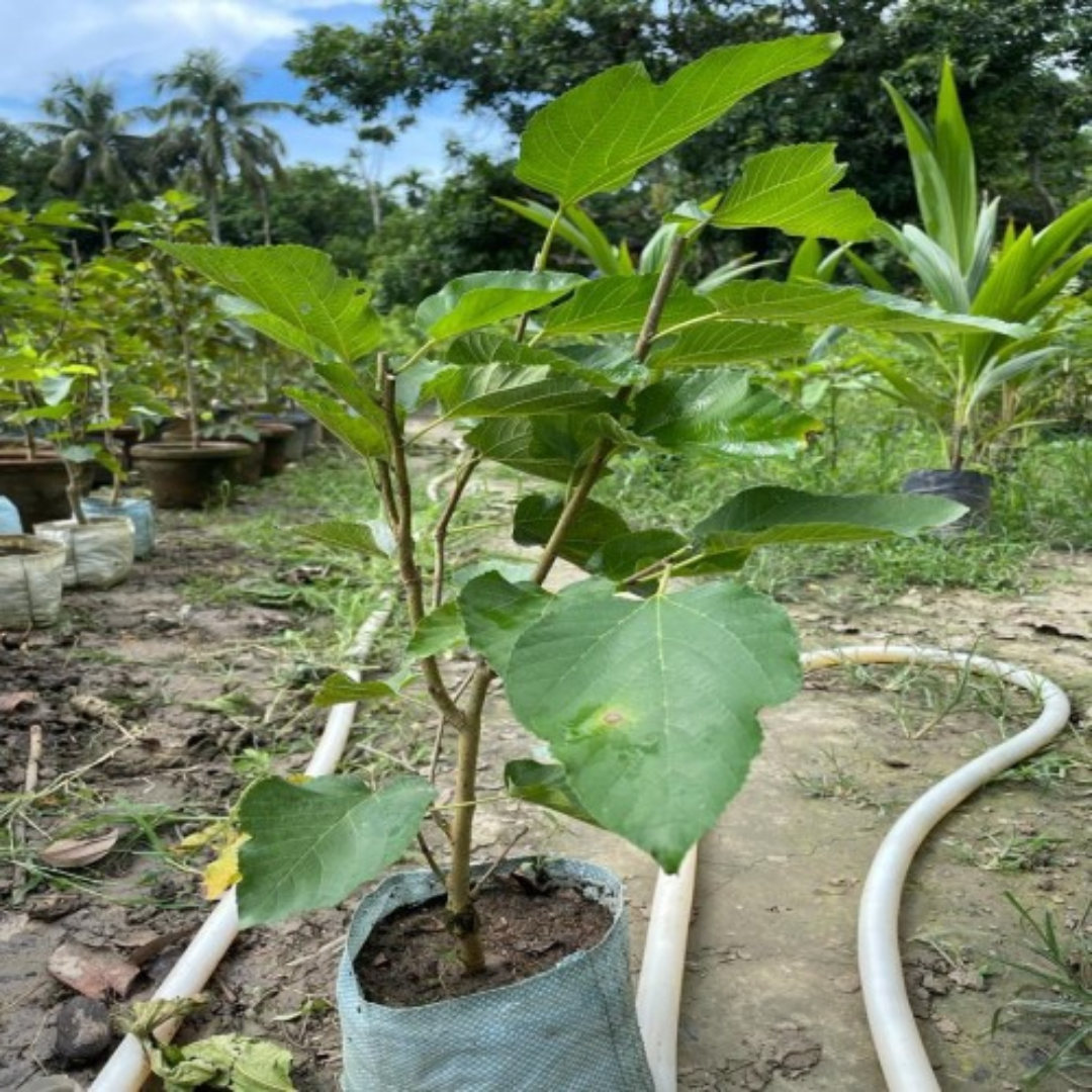 Long Chiku Grafted Tree