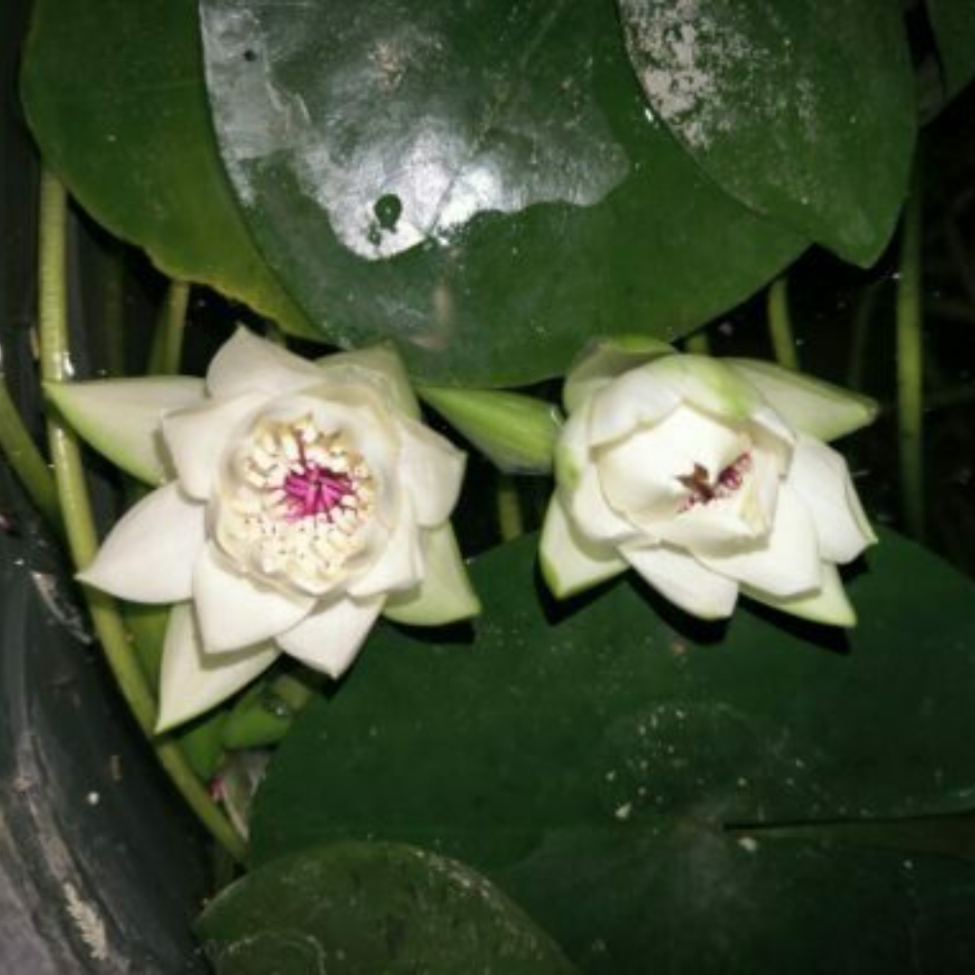 Peru Puerto Maldonado Night Bloomer Waterlily