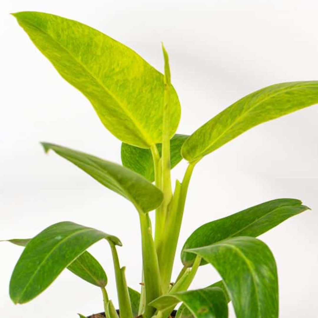 Philodendron Calkins Gold