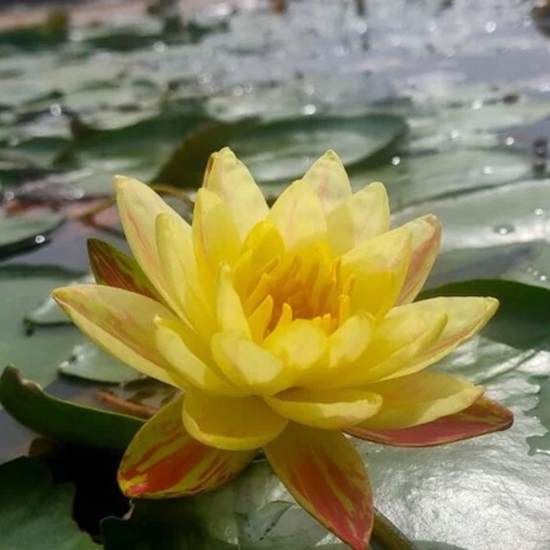 Paranee Hardy Waterlily