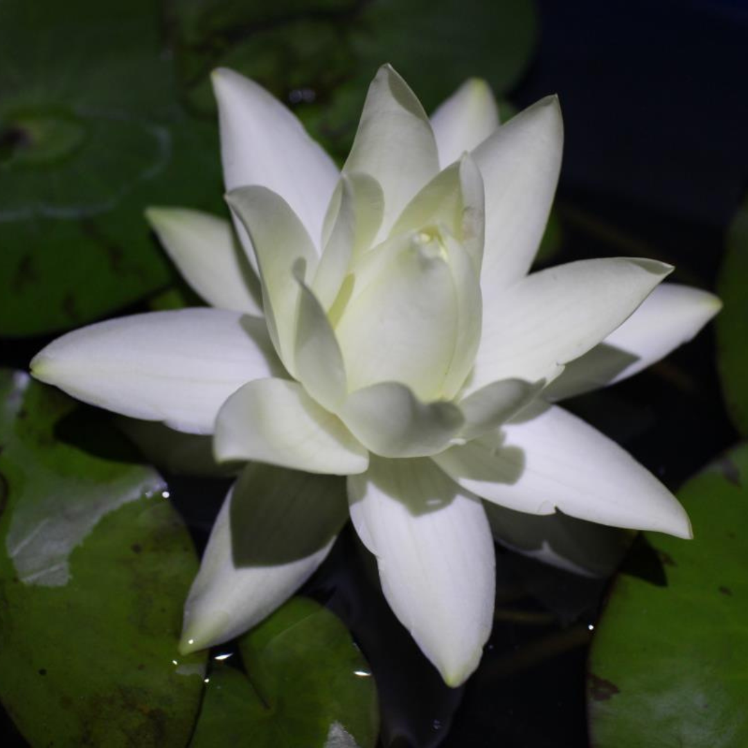 Prolifera Tropical Waterlily (Night Bloomer)