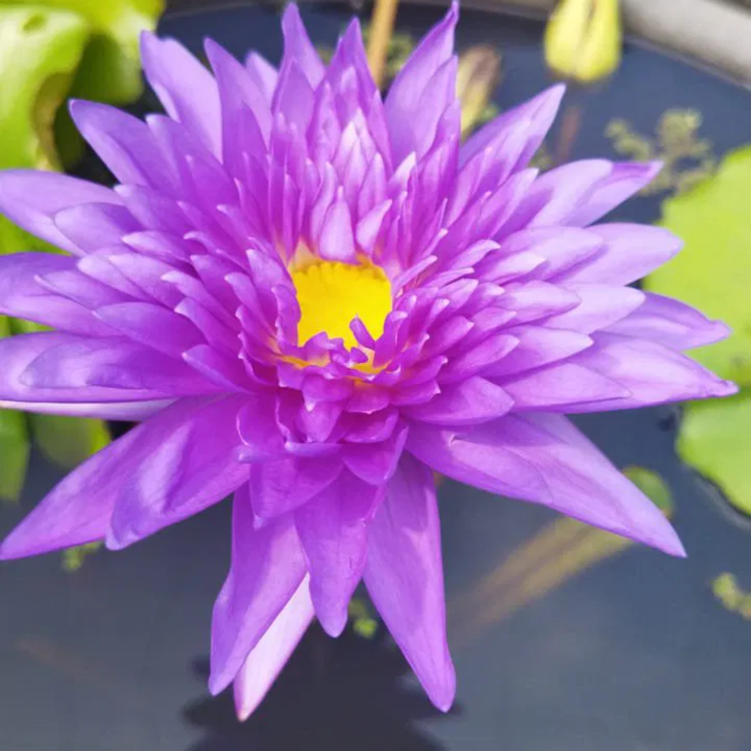 King of Siam Tropical Waterlily
