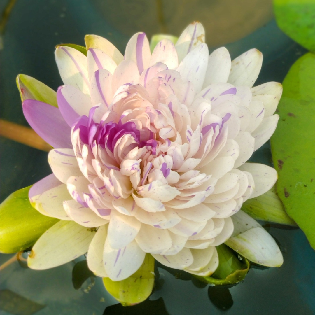 Jongane Tropical Waterlily