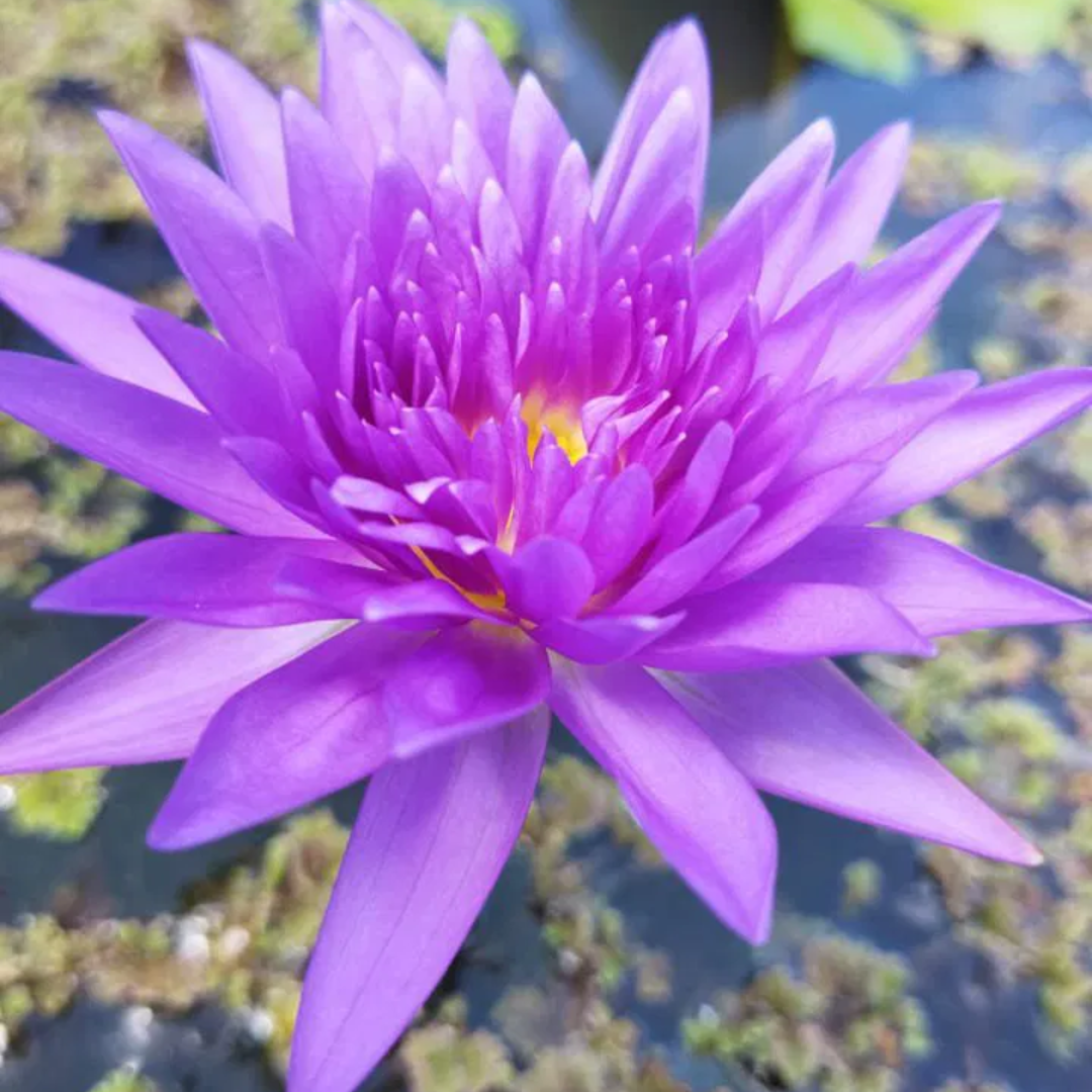 King of Siam Tropical Waterlily