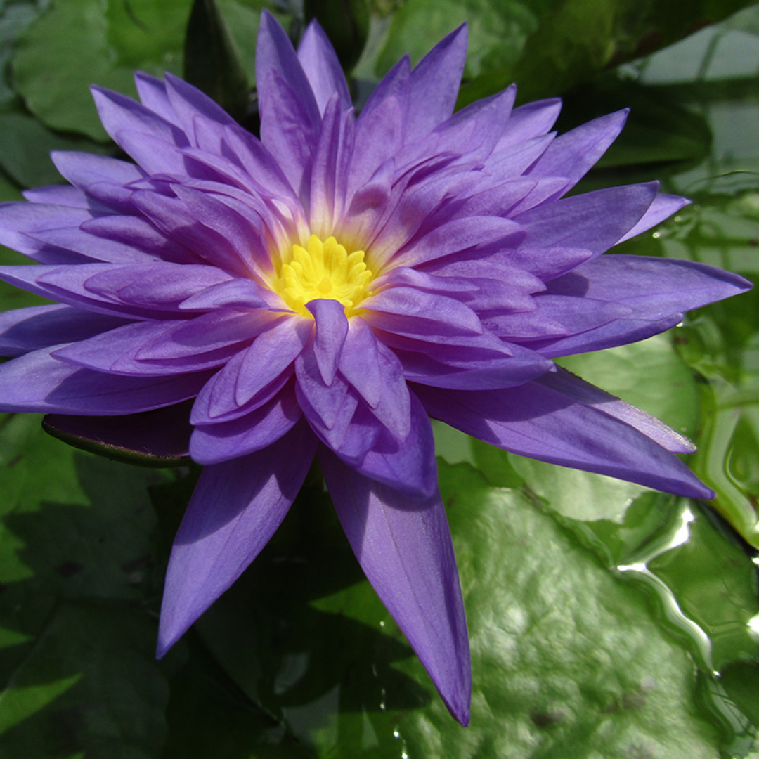 King of Siam Tropical Waterlily