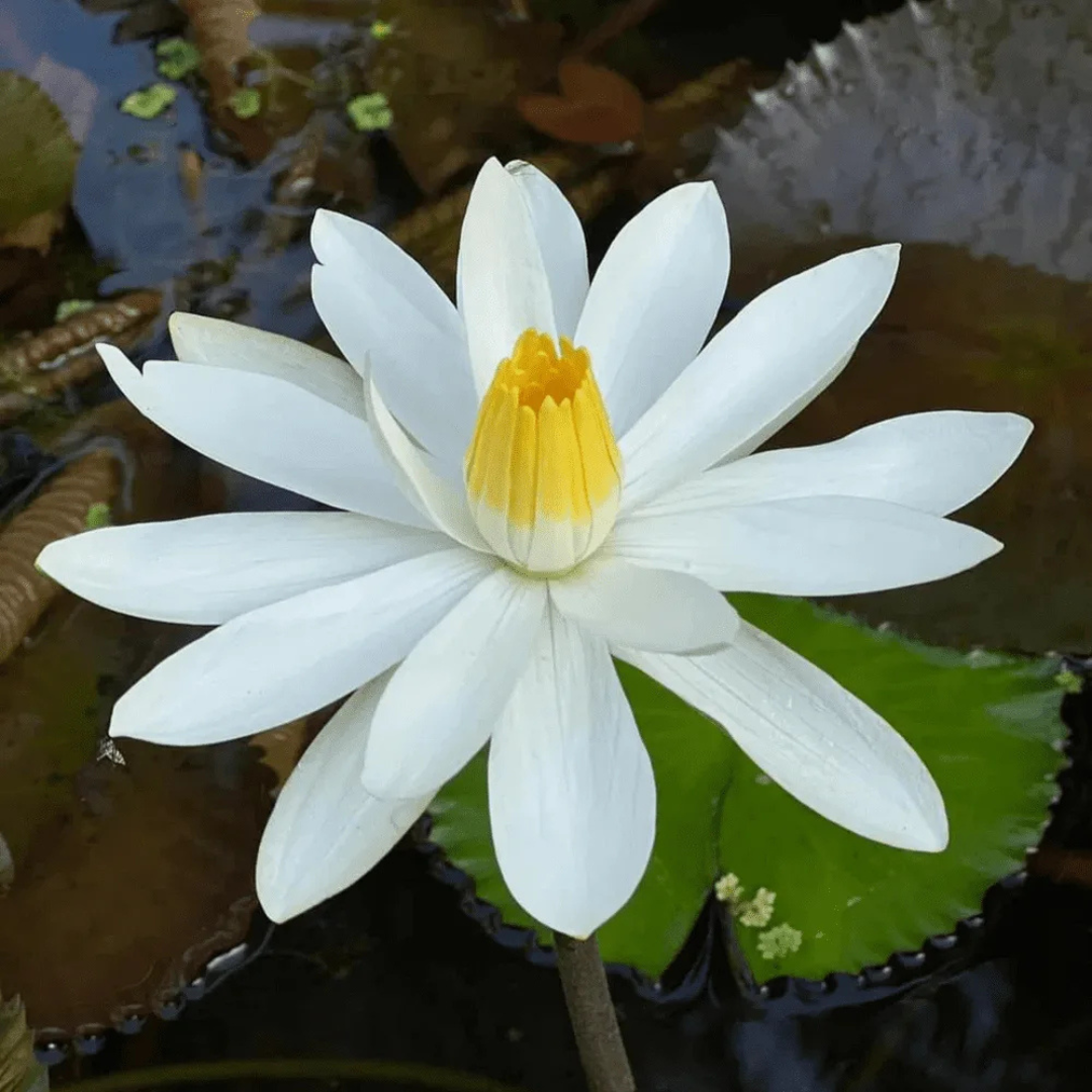 White Night Bloomer Tropical Waterlily