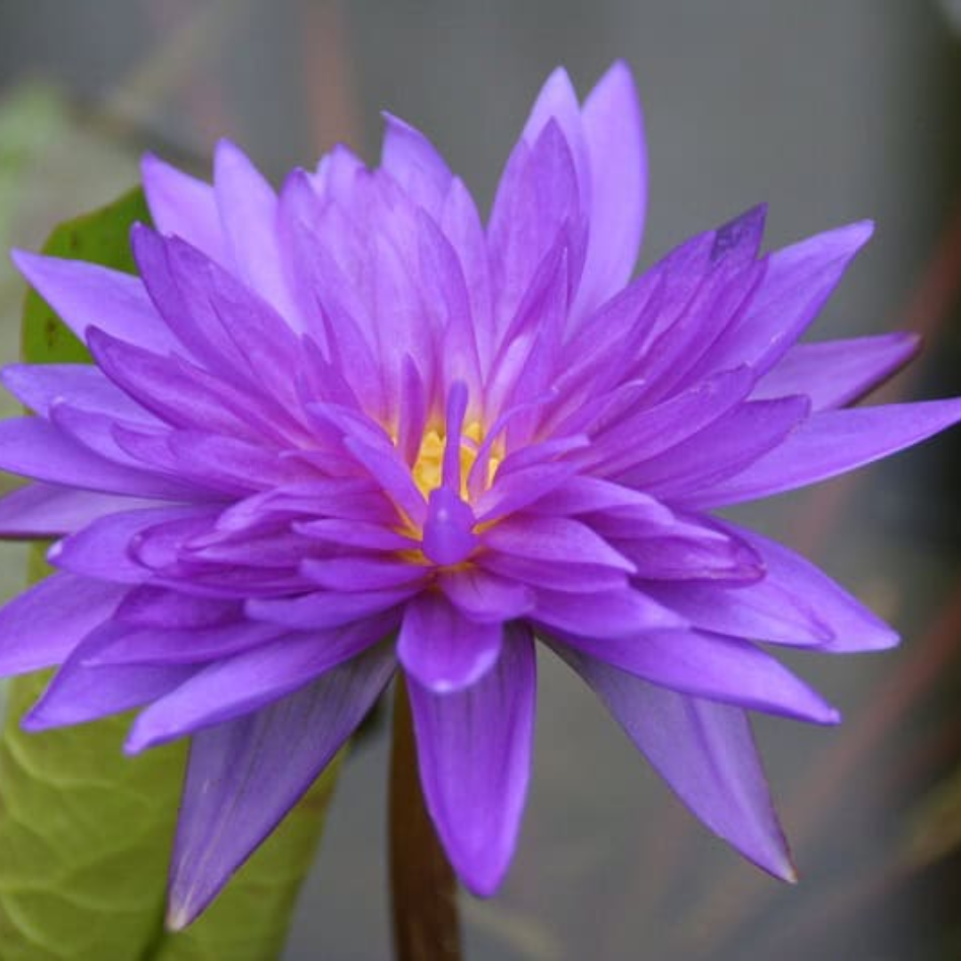 King of Siam Tropical Waterlily