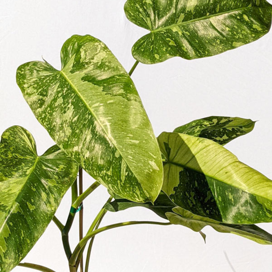 Philodendron Jose Buono Variegated