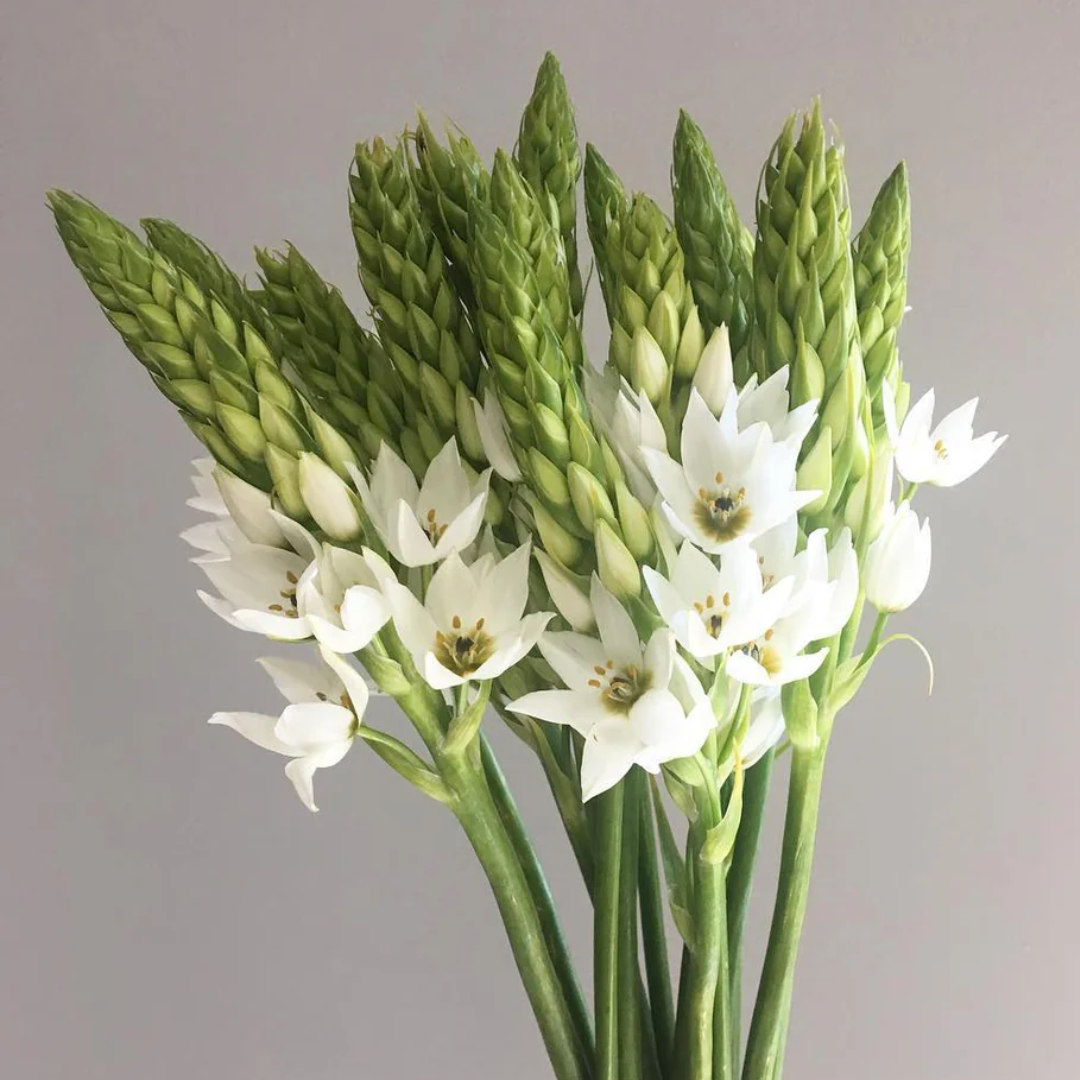 Ornithogalum Chincherinchee Bulbs – White Color