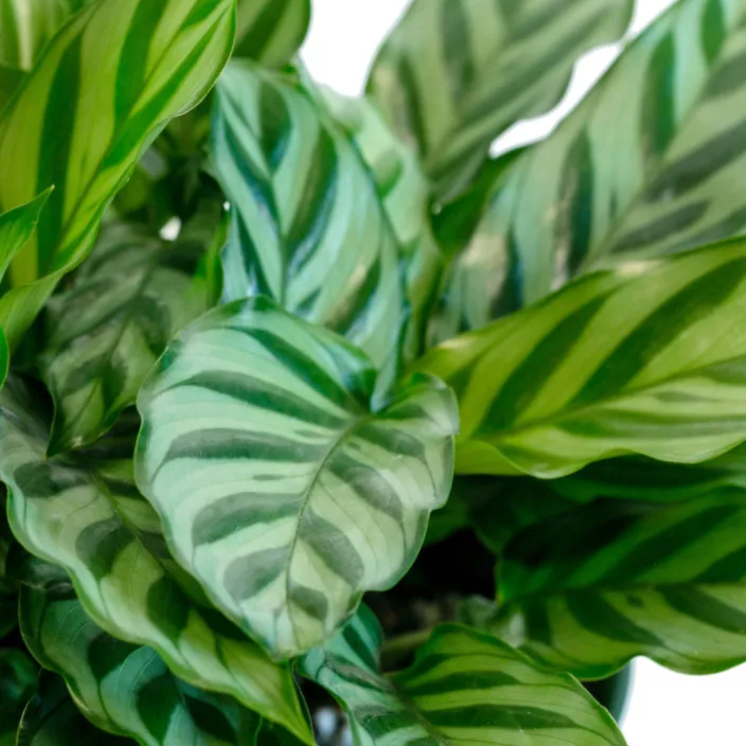 Calathea Freddie