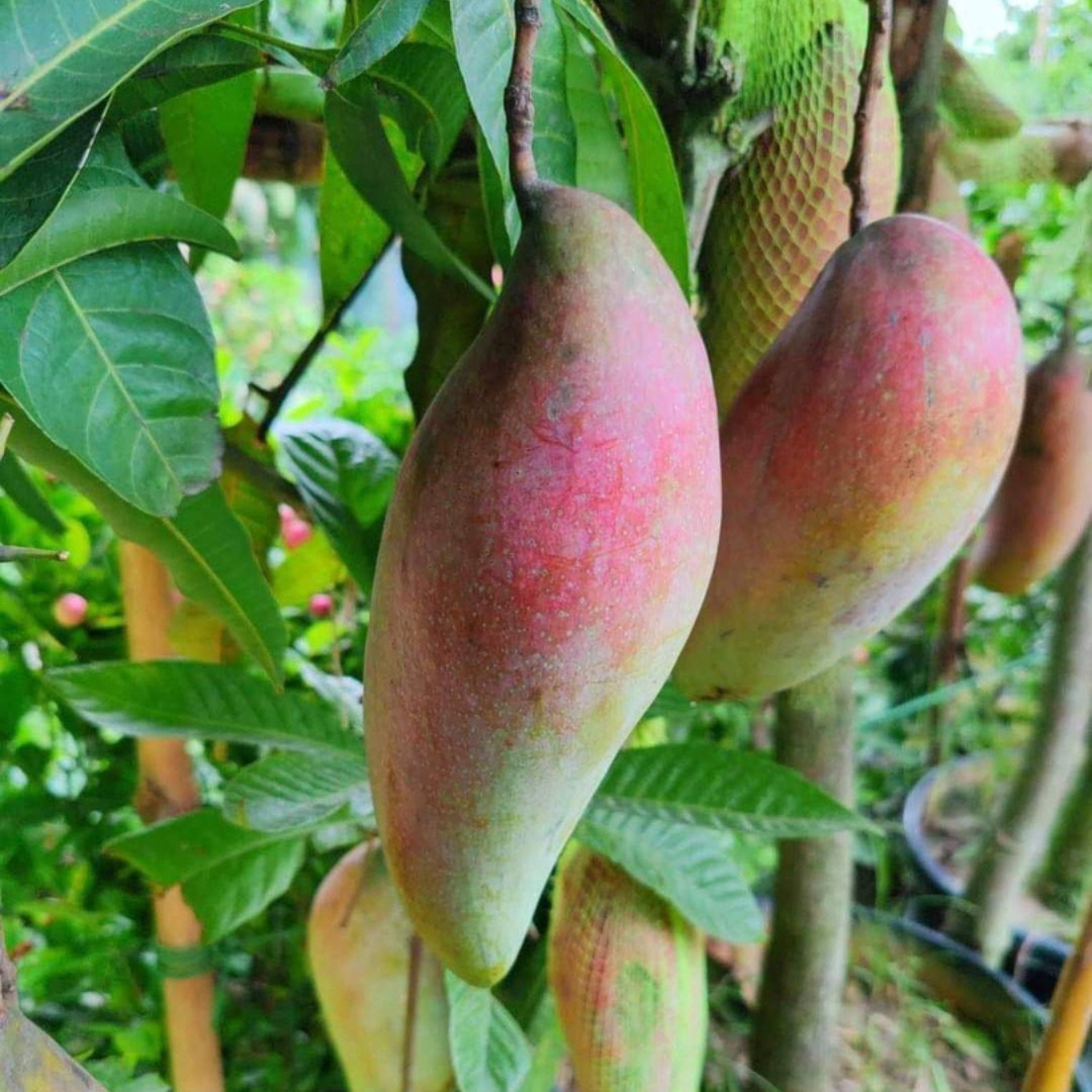 Red Ivory Mango Grafted Tree