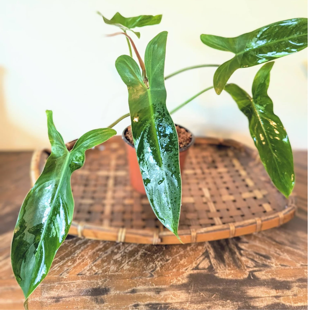 Philodendron Mexicanum