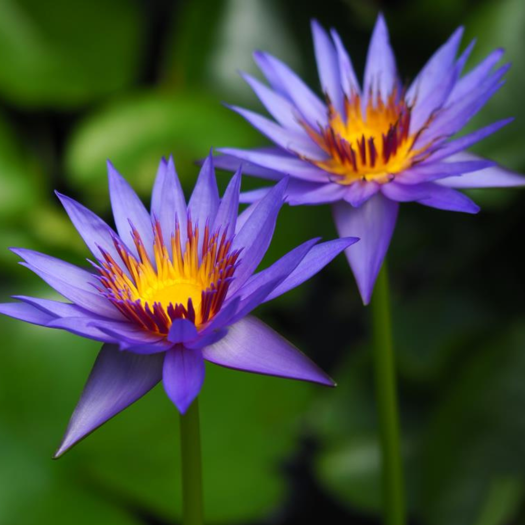 Rhondakey Tropical Waterlily