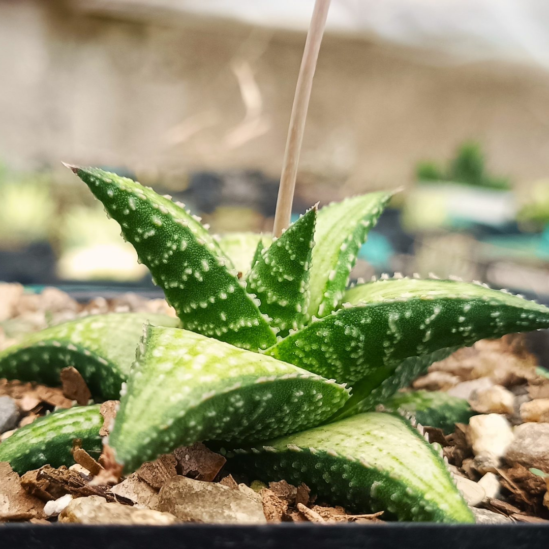 Rare Haworthia Kintaikyo X Wooleyi Seed Grown (Bare Rooted)