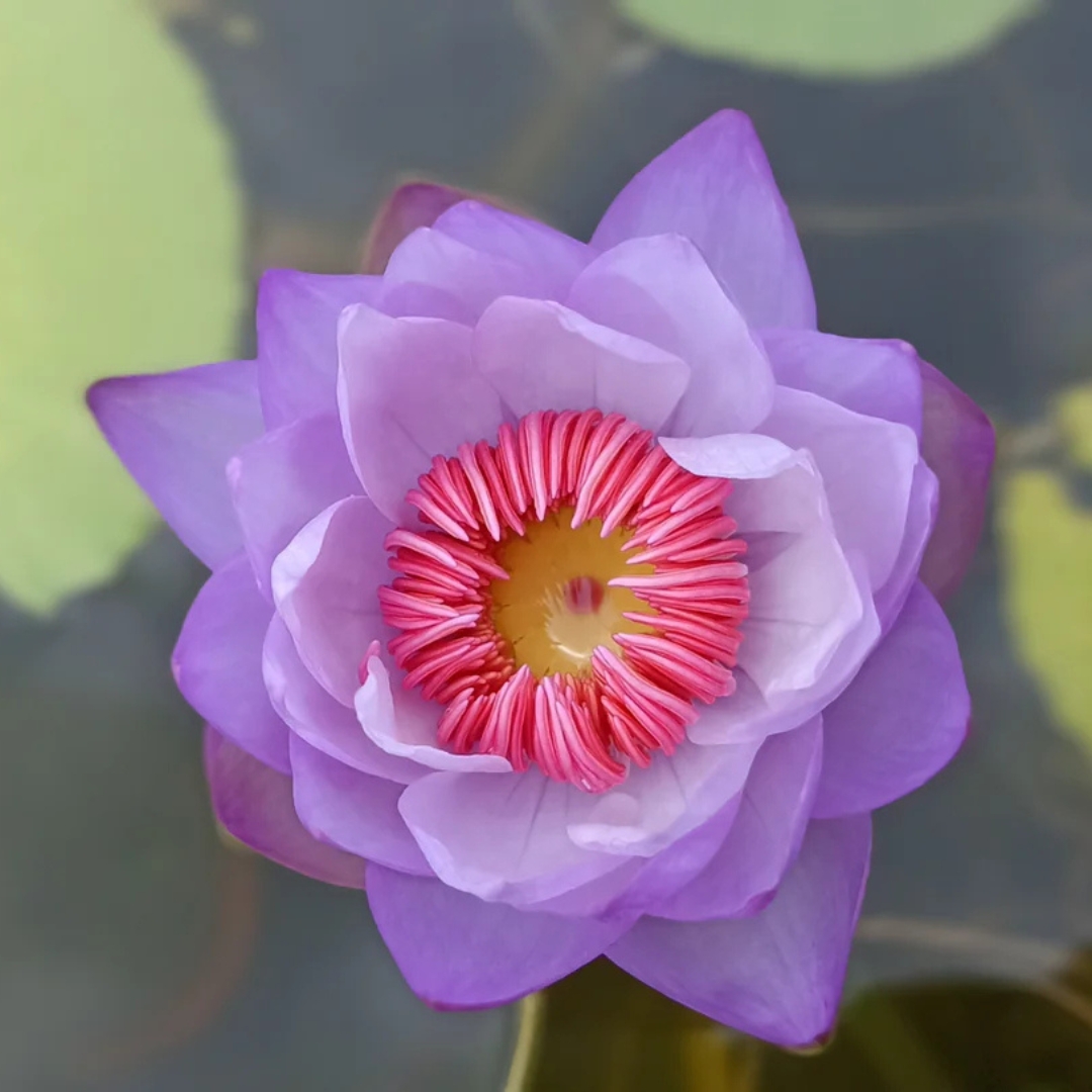 Pink Lady Australian Waterlily