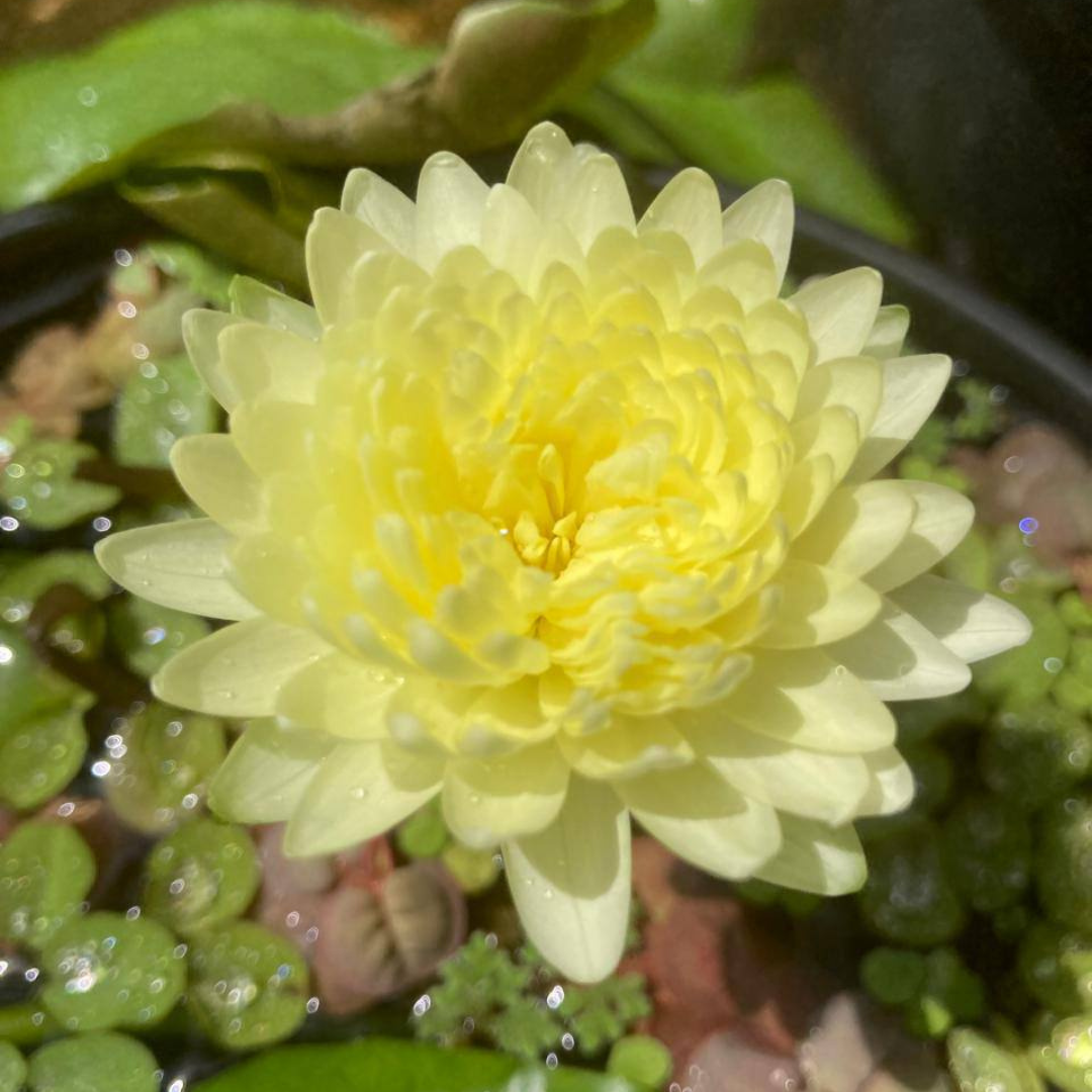 Poovadol Tropical Waterlily