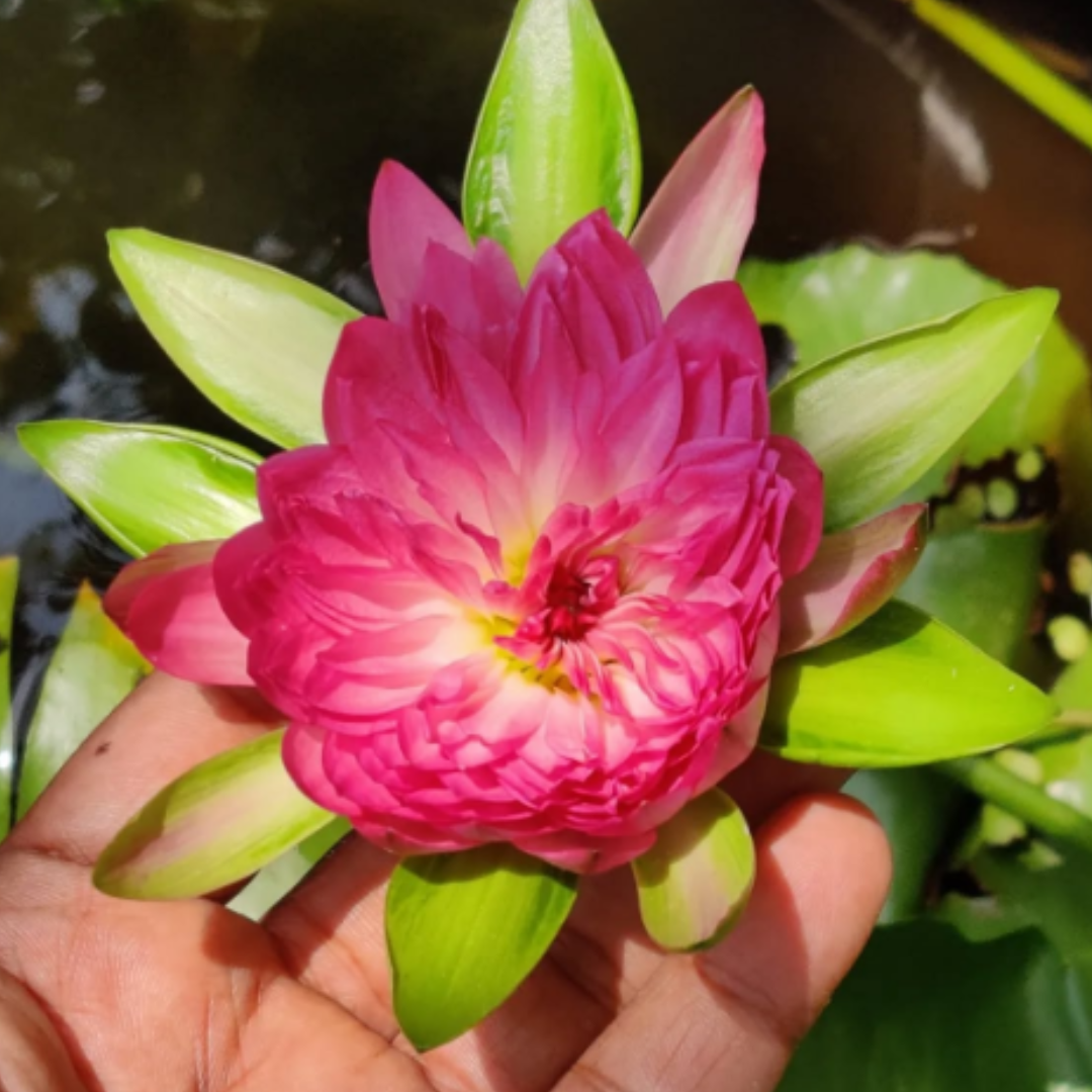Pink Korakot Tropical Waterlily