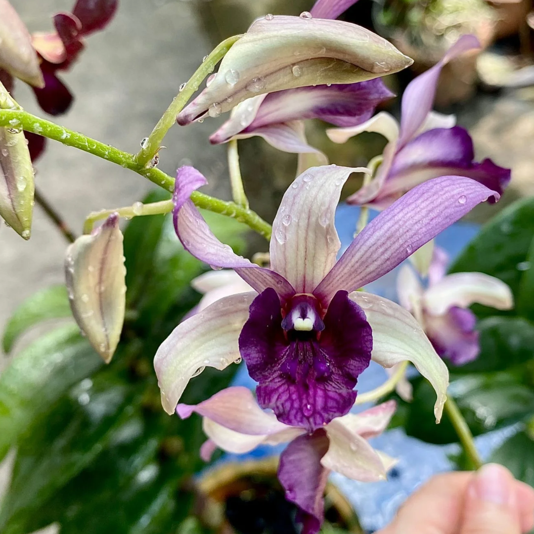 Dendrobium Serene Chang Blue – Blue-Lavender Orchid | Elegant