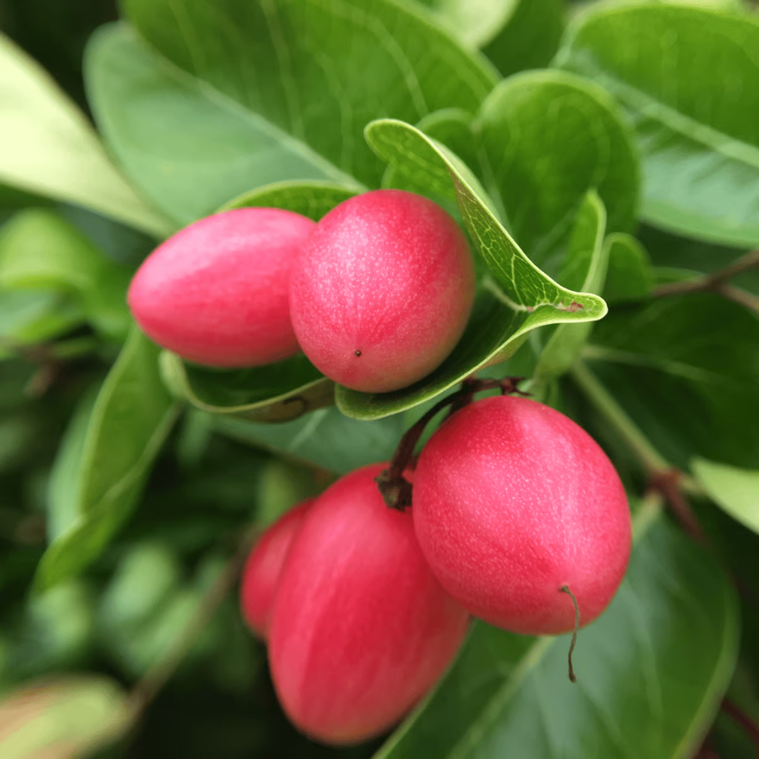 Sweet Karonda Grafted Tree