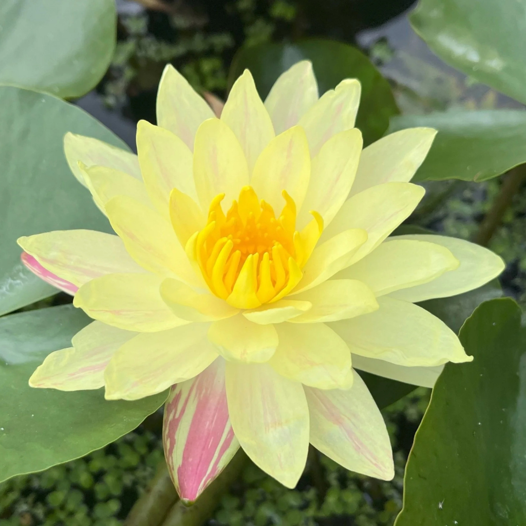 Paranee Hardy Waterlily