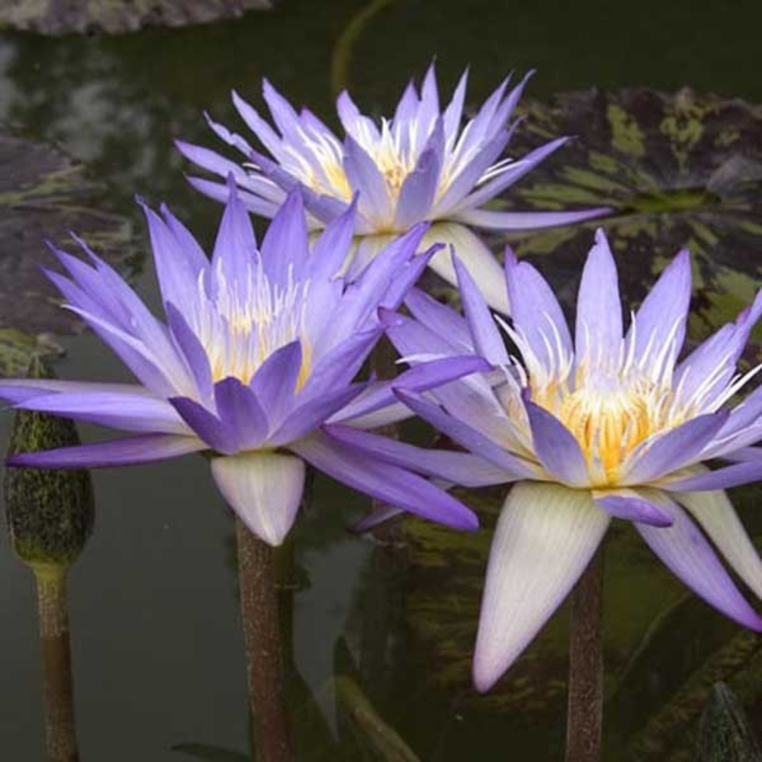Star Of Siam Tropical Waterlily