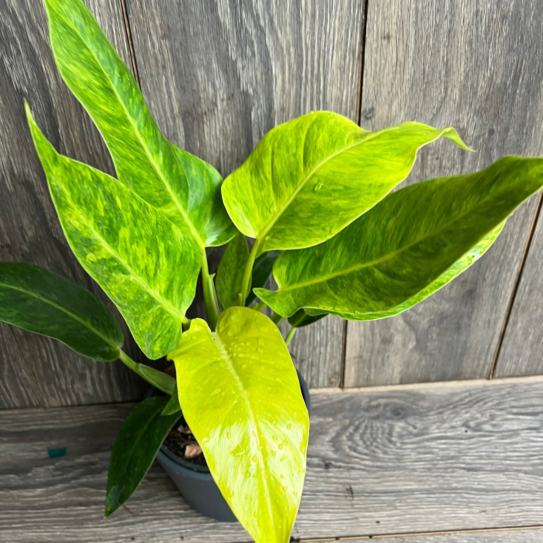 Philodendron Calkins Gold