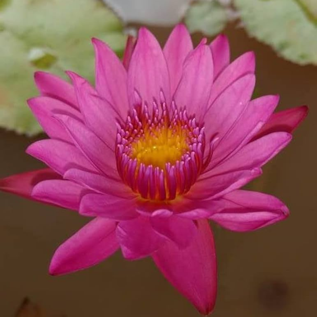 Jackwood Tropical Waterlily