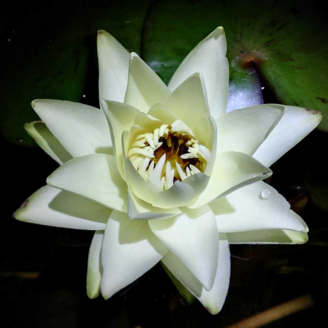 Prolifera Tropical Waterlily (Night Bloomer)