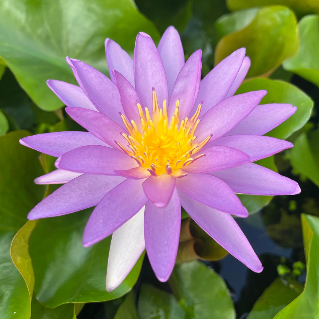 Violicious Hardy Waterlily