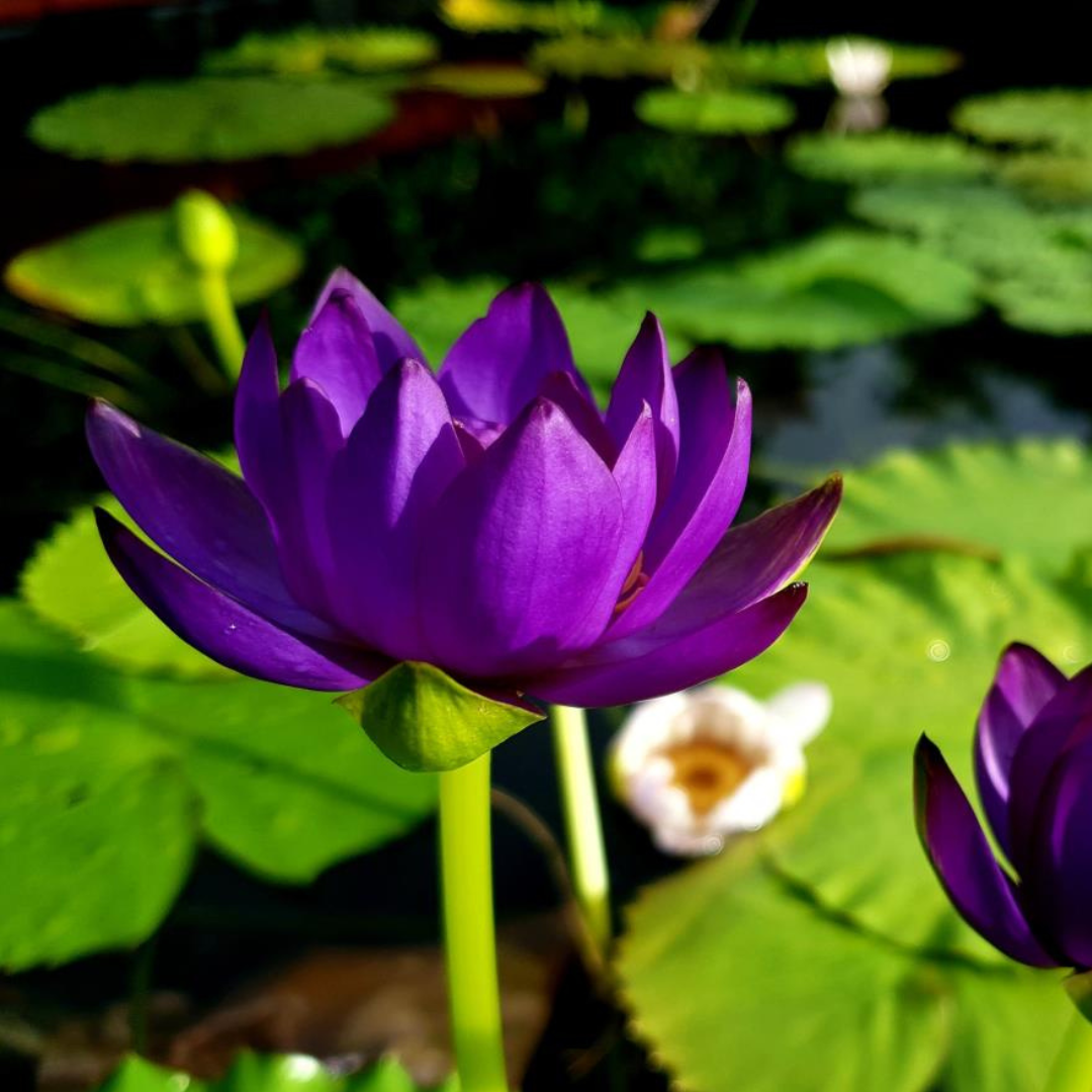 Tarantula Australian Waterlily
