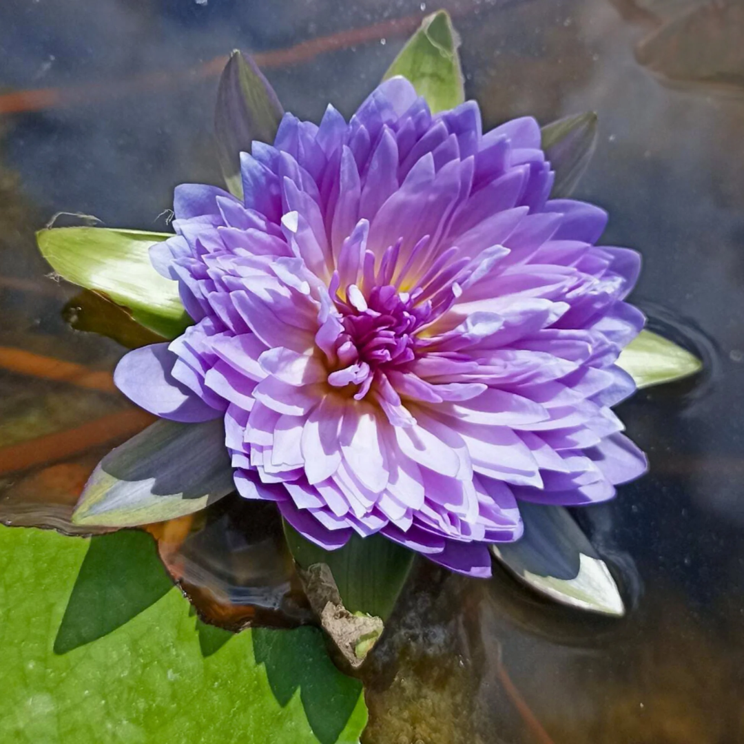 Udumbaramee Tropical Waterlily