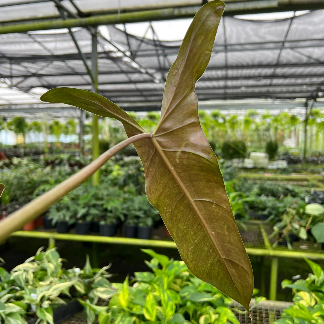 Philodendron Mexicanum
