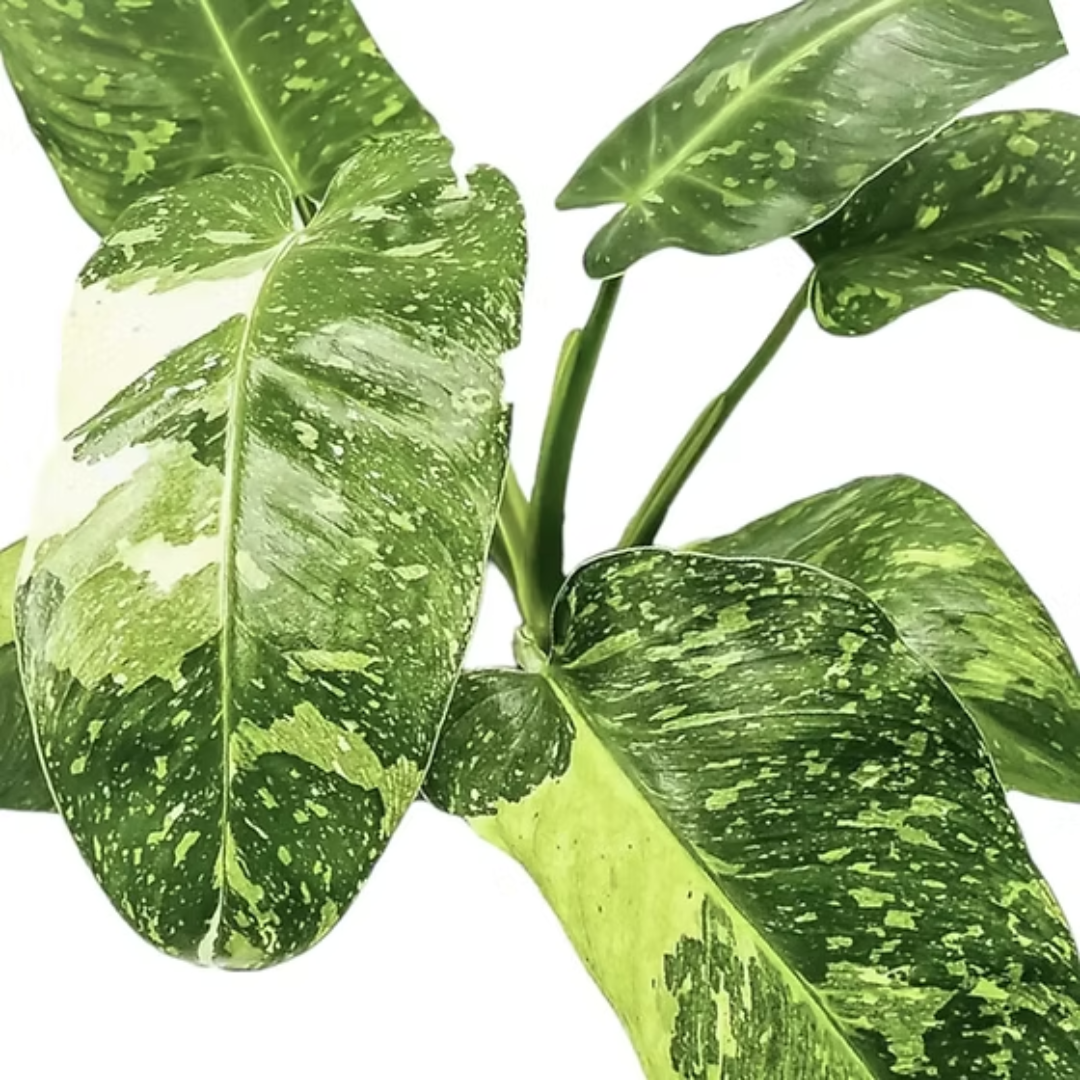 Philodendron Jose Buono Variegated